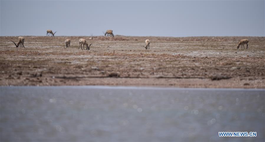 Chine : migration annuelle des antilopes tibétaines à Hoh Xil