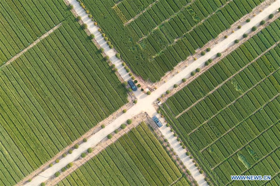 Chine: vue de champs de blé au Henan