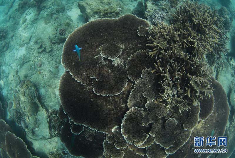 Le premier ranch de mer tropicale de Chine à Sanya