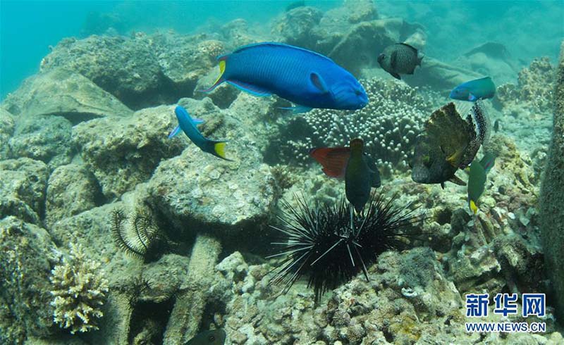 Le premier ranch de mer tropicale de Chine à Sanya