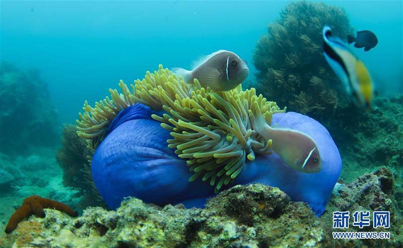 Le premier ranch de mer tropicale de Chine à Sanya