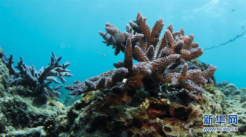 Le premier ranch de mer tropicale de Chine à Sanya