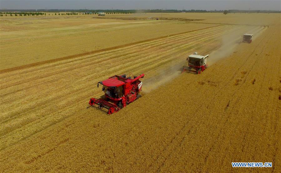 Récolte du blé dans le nord de la Chine