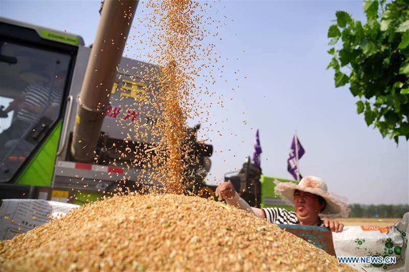 Les travaux de récolte à grande échelle commencent à travers la Chine