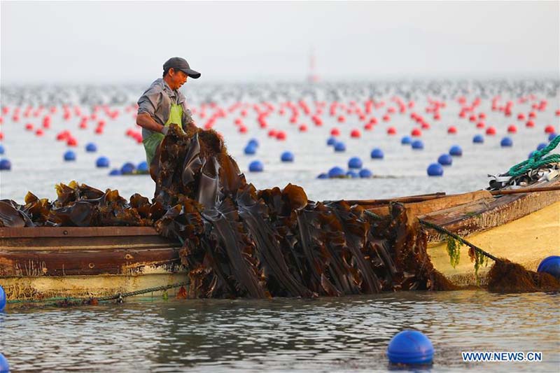 Les travaux de récolte à grande échelle commencent à travers la Chine