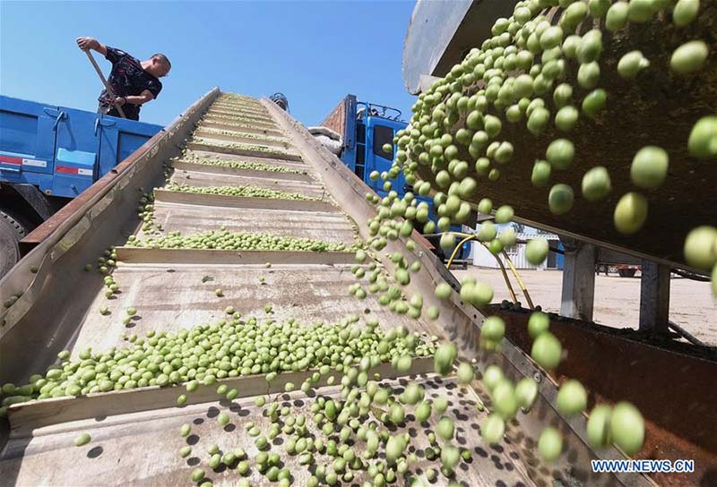 Les travaux de récolte à grande échelle commencent à travers la Chine