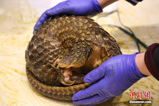 Les pangolins re?oivent le statut de protection d'état le plus élevé en Chine