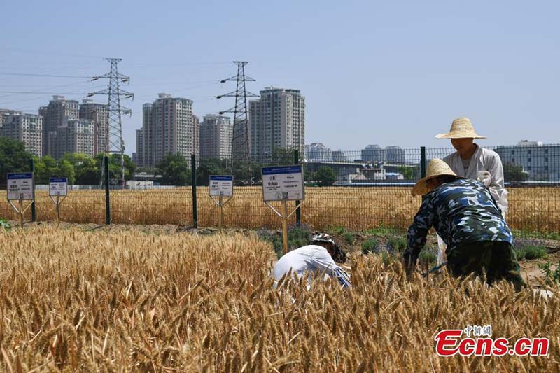 En images : l'heure de la récolte sur les ? terres agricoles les plus luxueuses ? du centre-ville de Beijing