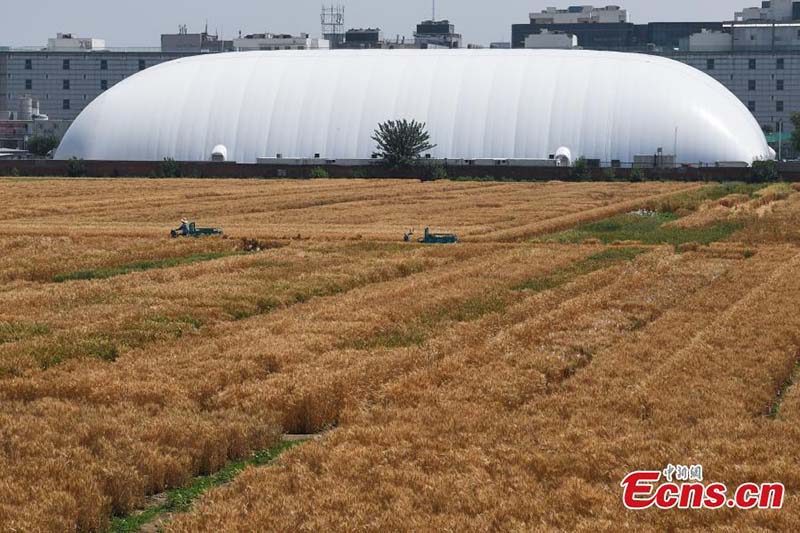 En images : l'heure de la récolte sur les ? terres agricoles les plus luxueuses ? du centre-ville de Beijing