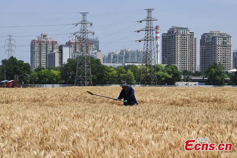 En images : l'heure de la récolte sur les ? terres agricoles les plus luxueuses ? du centre-ville de Beijing