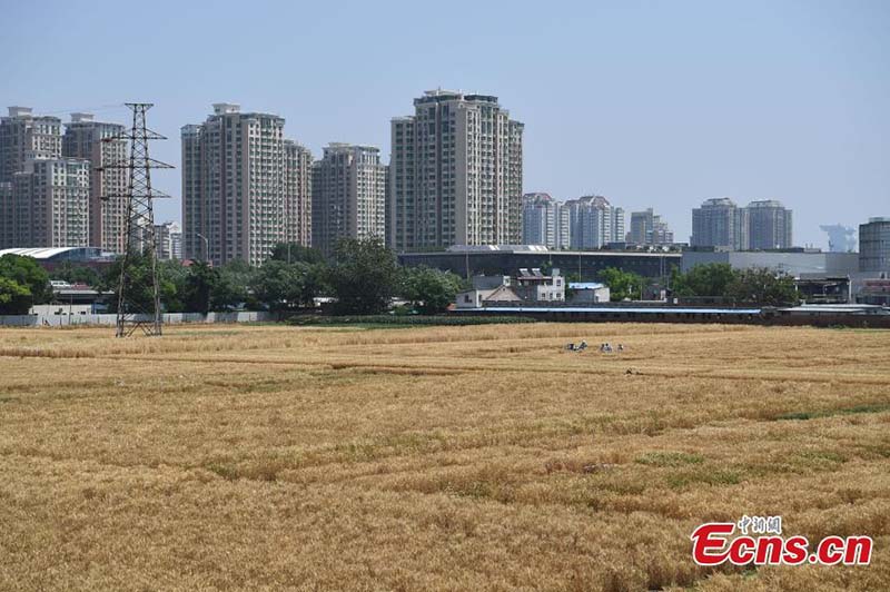 En images : l'heure de la récolte sur les ? terres agricoles les plus luxueuses ? du centre-ville de Beijing