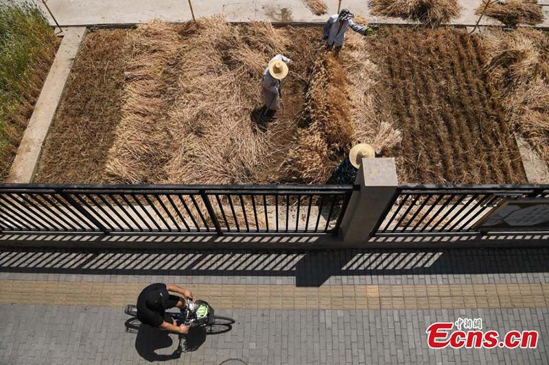 En images : l'heure de la récolte sur les ? terres agricoles les plus luxueuses ? du centre-ville de Beijing