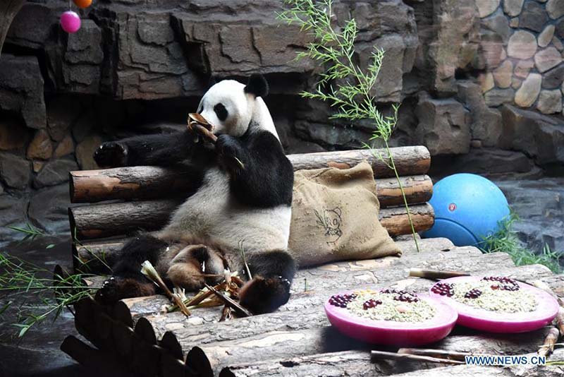 Face à la hausse des températures, le zoo de Jinan prépare une salle climatisée pour son panda géant