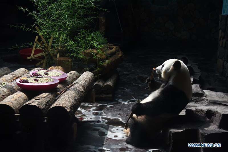 Face à la hausse des températures, le zoo de Jinan prépare une salle climatisée pour son panda géant