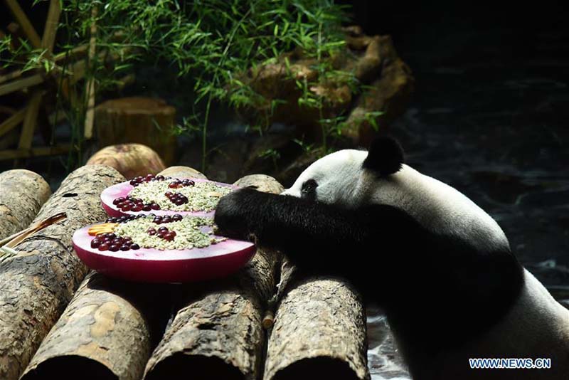 Face à la hausse des températures, le zoo de Jinan prépare une salle climatisée pour son panda géant