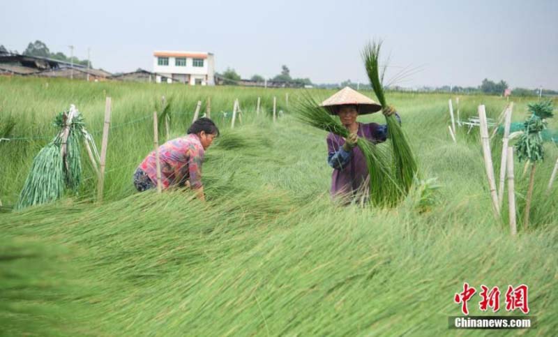 La récolte des joncs à tapis dans la province du Sichuan 