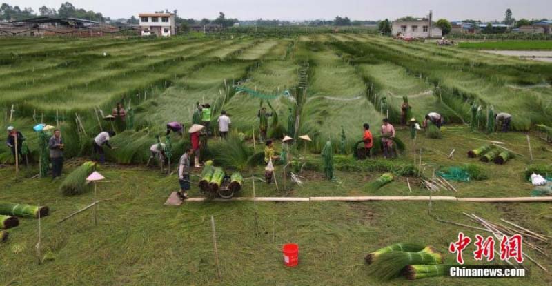 La récolte des joncs à tapis dans la province du Sichuan 