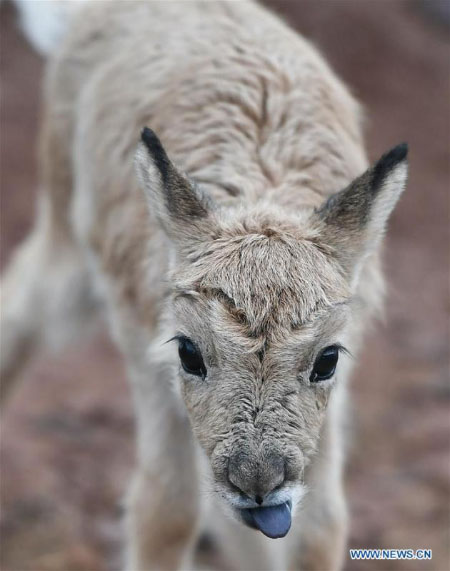 Des bébés antilopes du Tibet secourus au poste de protection du lac Zhuonai dans le Qinghai 