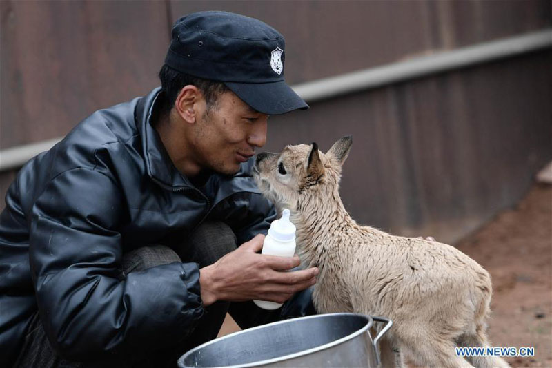 Des bébés antilopes du Tibet secourus au poste de protection du lac Zhuonai dans le Qinghai 