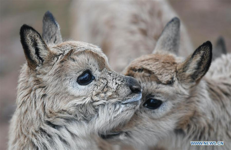 Des bébés antilopes du Tibet secourus au poste de protection du lac Zhuonai dans le Qinghai 