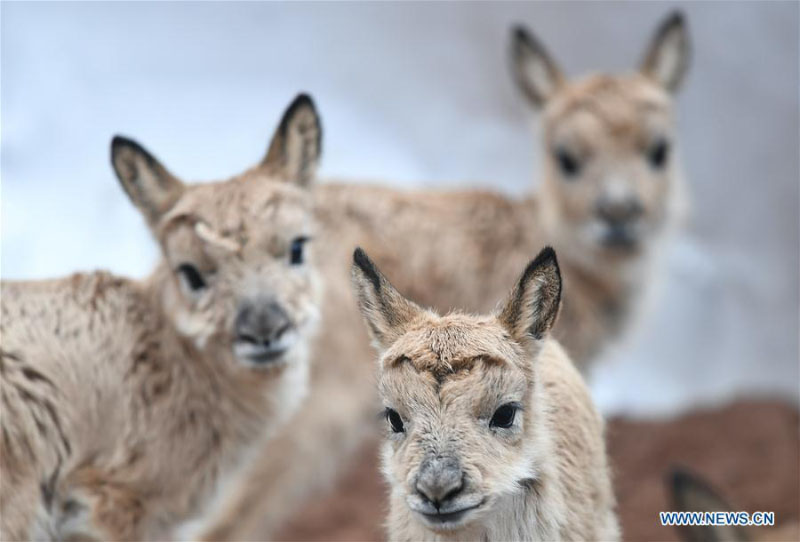 Des bébés antilopes du Tibet secourus au poste de protection du lac Zhuonai dans le Qinghai 