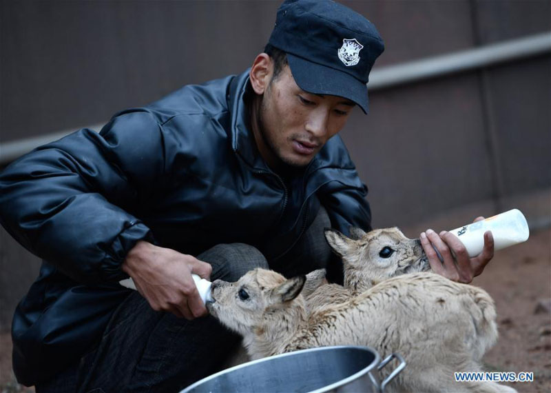 Des bébés antilopes du Tibet secourus au poste de protection du lac Zhuonai dans le Qinghai 