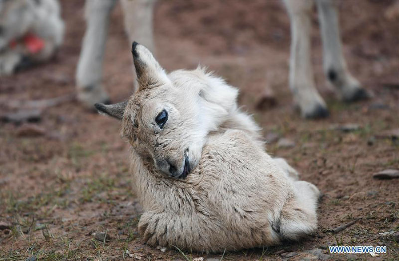 Des bébés antilopes du Tibet secourus au poste de protection du lac Zhuonai dans le Qinghai 