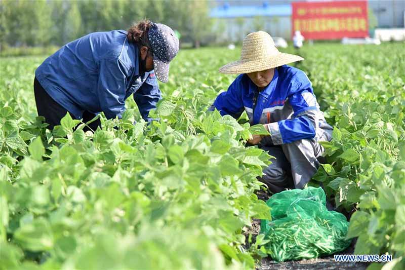 Chine : plantation de haricots verts pour réduire la pauvreté au Heilongjiang