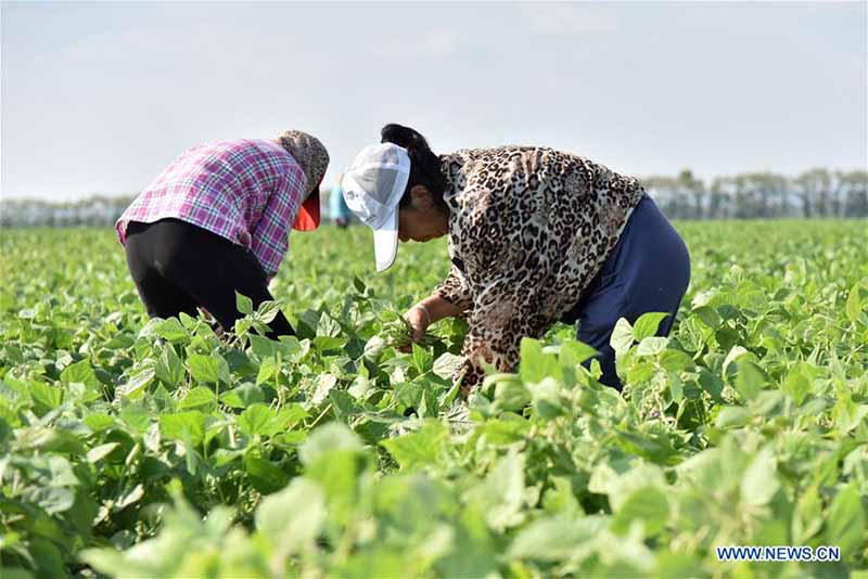 Chine : plantation de haricots verts pour réduire la pauvreté au Heilongjiang