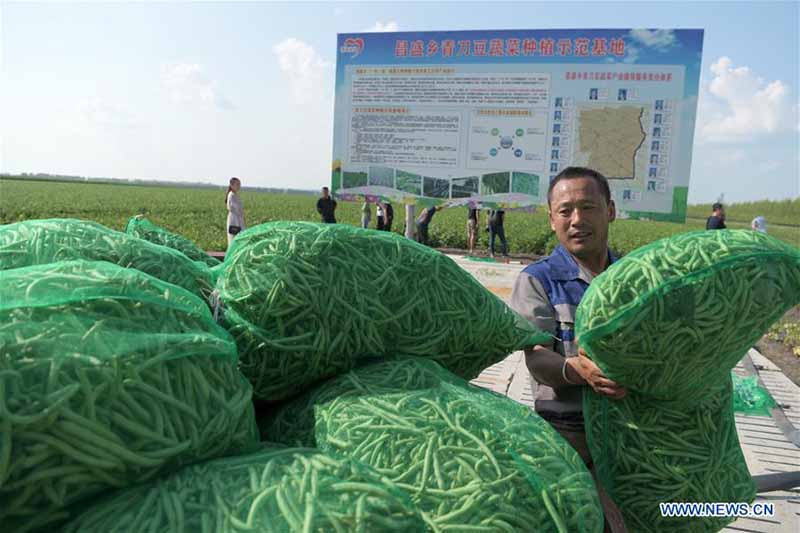 Chine : plantation de haricots verts pour réduire la pauvreté au Heilongjiang