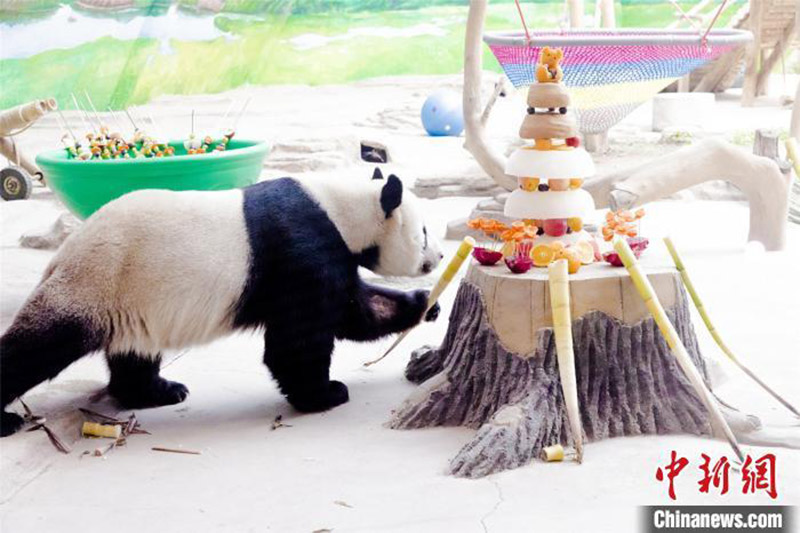 Un panda fête son 12e anniversaire dans la province du Heilongjiang