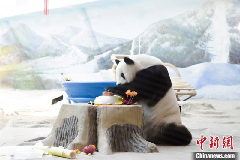 Un panda fête son 12e anniversaire dans la province du Heilongjiang