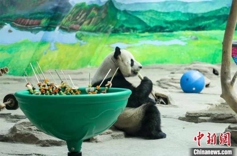 Un panda fête son 12e anniversaire dans la province du Heilongjiang