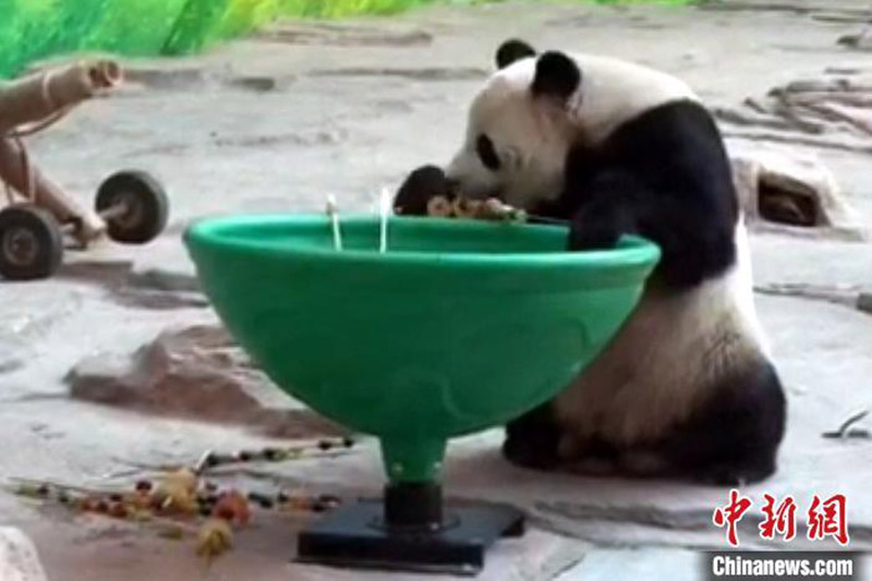 Un panda fête son 12e anniversaire dans la province du Heilongjiang