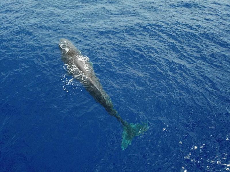 Des chercheurs chinois repèrent 11 espèces de baleines dans une expédition en haute mer