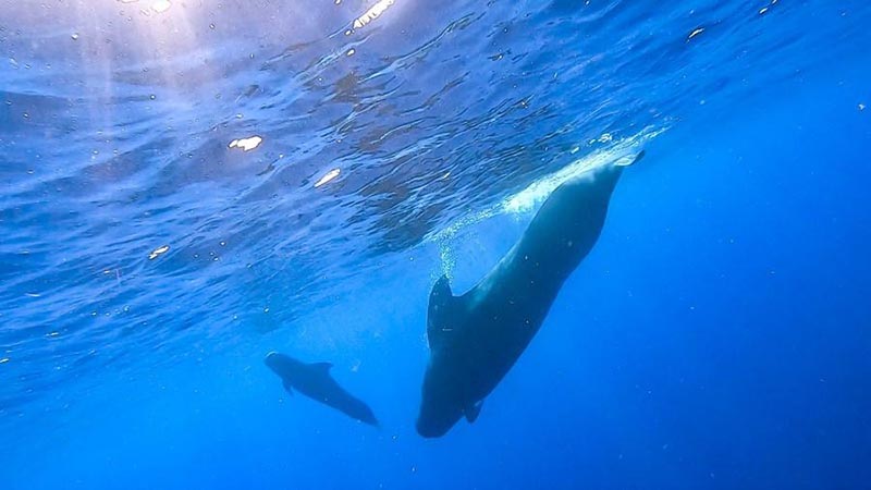 Des chercheurs chinois repèrent 11 espèces de baleines dans une expédition en haute mer