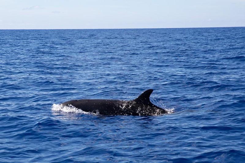 Des chercheurs chinois repèrent 11 espèces de baleines dans une expédition en haute mer