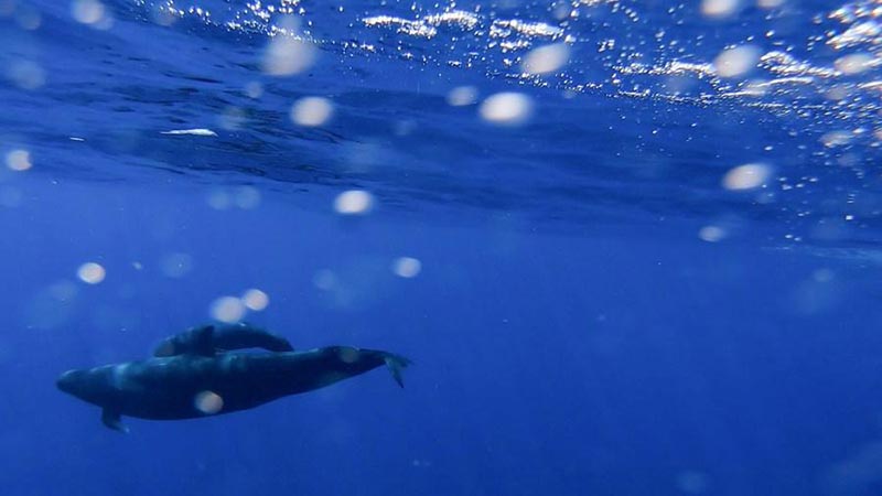 Des chercheurs chinois repèrent 11 espèces de baleines dans une expédition en haute mer