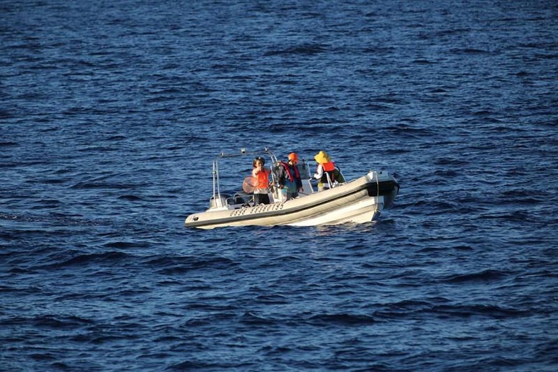 Des chercheurs chinois repèrent 11 espèces de baleines dans une expédition en haute mer