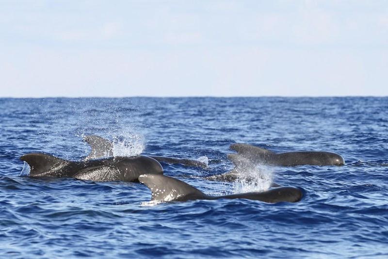 Des chercheurs chinois repèrent 11 espèces de baleines dans une expédition en haute mer