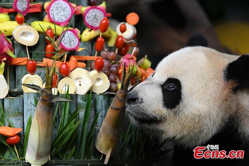 Les seuls triplés de panda survivants au monde célèbrent leur 6e anniversaire 