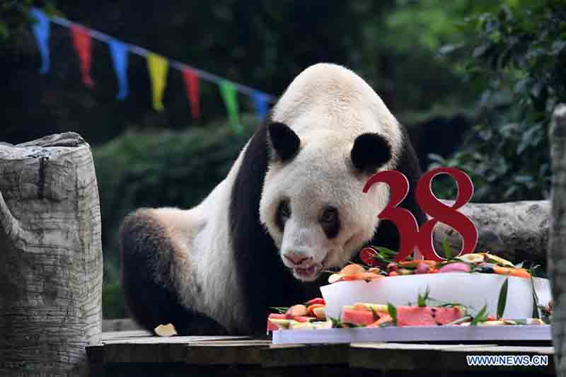 Le plus vieux panda géant captif du monde célèbre ses 38 ans