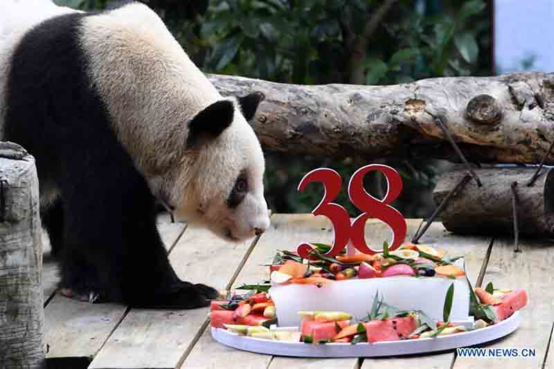 Le plus vieux panda géant captif du monde célèbre ses 38 ans