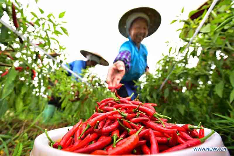 Récolte de piments dans le sud-ouest de la Chine