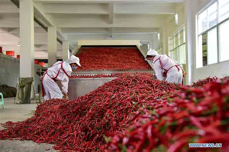 Récolte de piments dans le sud-ouest de la Chine