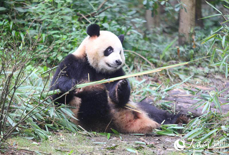 Le géant panda Zhima désigné mascotte ? Rongbao ? de l'Universiade de Chengdu