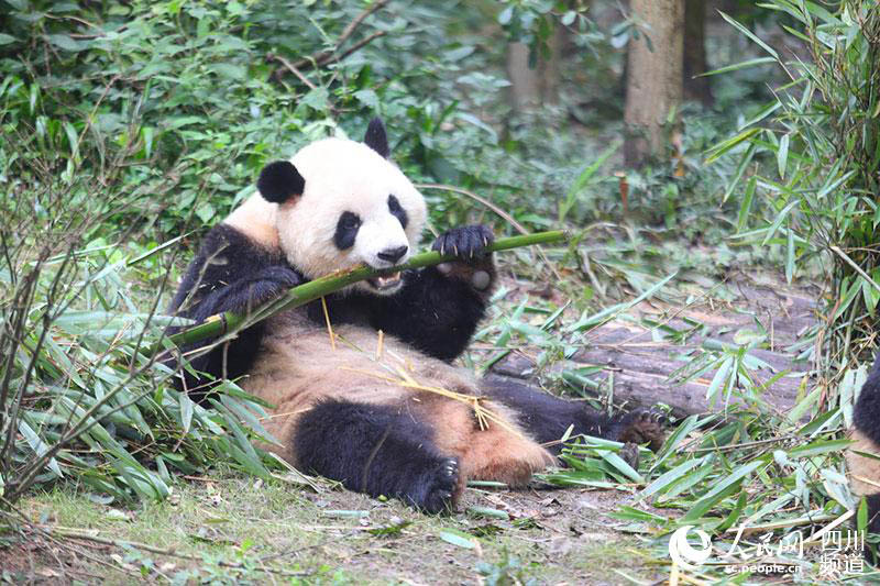 Le géant panda Zhima désigné mascotte ? Rongbao ? de l'Universiade de Chengdu