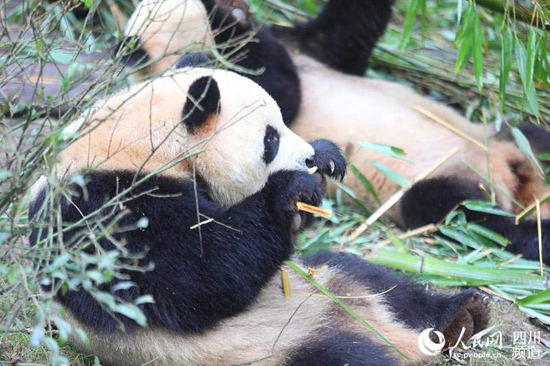 Le géant panda Zhima désigné mascotte ? Rongbao ? de l'Universiade de Chengdu