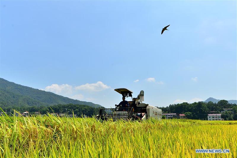 La récolte du riz à Shuangfeng, dans la province du Hunan