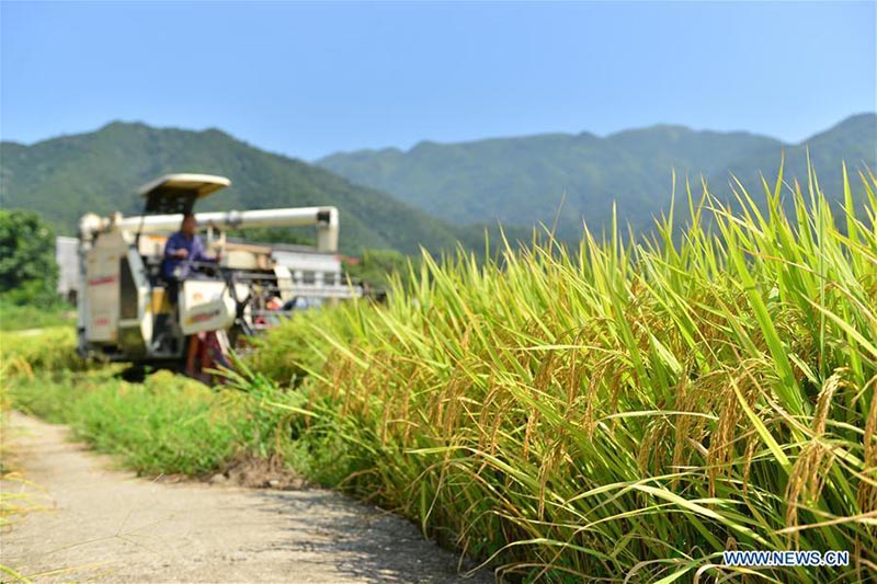 La récolte du riz à Shuangfeng, dans la province du Hunan